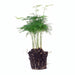 Asparagus Setaceuse Plumosus – Sierasperge - Terrarium plant - Potmaat 6 - 123flora.nl