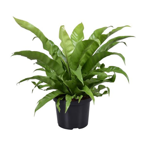 Asplenium Antiquum - Ø23cm - ↕60cm - 123flora.nl