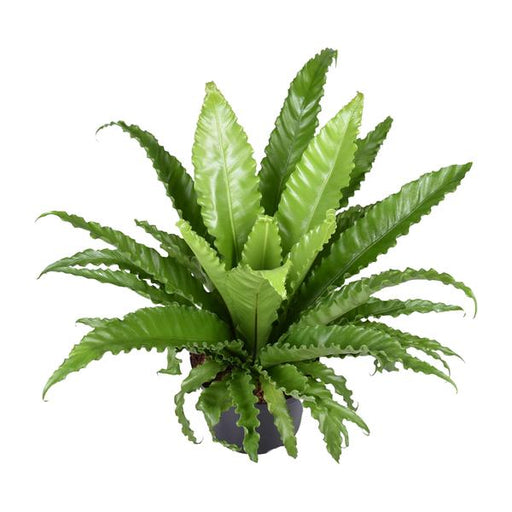 Asplenium Antiquum Osaka - Ø23cm - ↕60cm - 123flora.nl