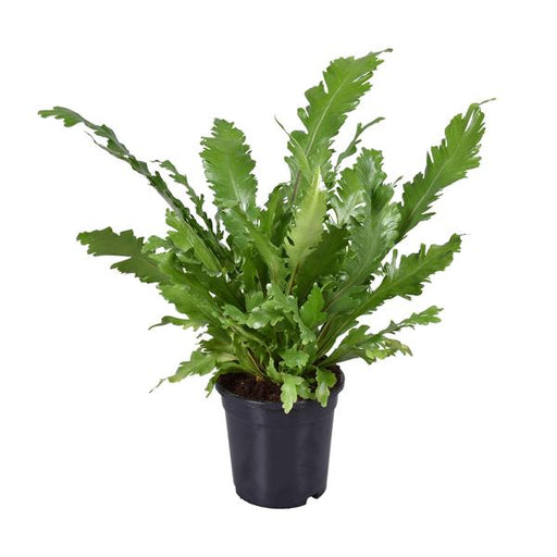 Asplenium Nidus - Ø17cm - ↕45cm - 123flora.nl