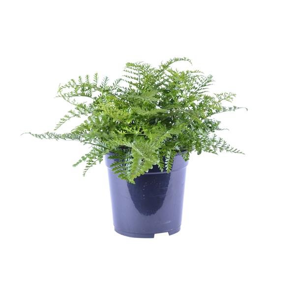 Asplenium Parvati - Ø21cm - ↕40cm - 123flora.nl