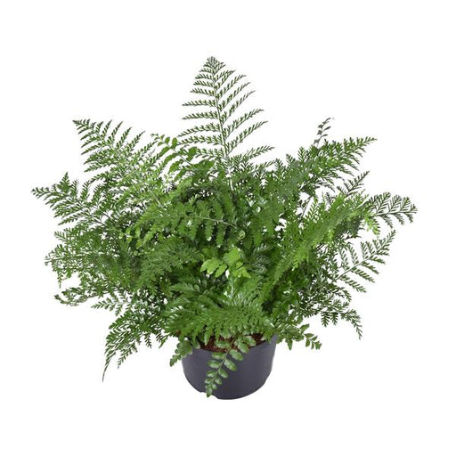 Asplenium Parvati - Ø23cm - ↕55cm - 123flora.nl