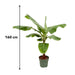 Bananenplant (Musa) - 150cm - Ø30 - 123flora.nl