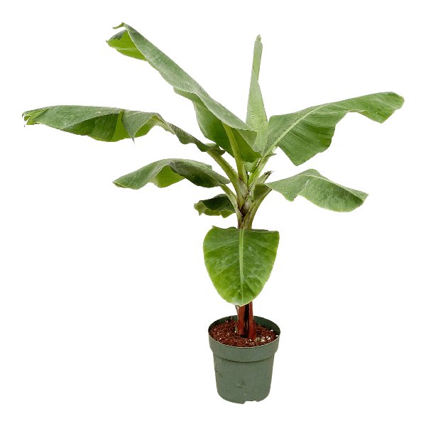 Bananenplant (Musa) - 150cm - Ø30 - 123flora.nl