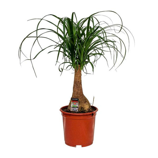 Beaucarnea Nolina - Ø19cm - ↕60cm - 123flora.nl