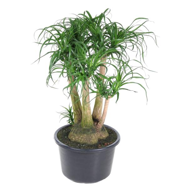 Beaucarnea vertakt - 110 cm - ø41 - 123flora.nl