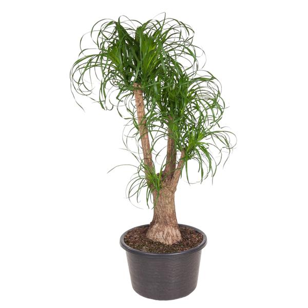 Beaucarnea vertakt - 130 cm - ø44 - 123flora.nl