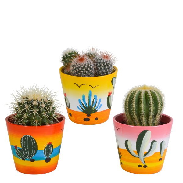 Bolcactus mix 8,5 cm | 3 stuks - in Mexicaanse pot - 123flora.nl