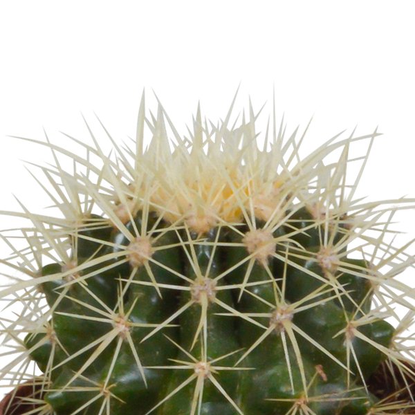 Bolcactus mix 8,5 cm | 3 stuks - in terracotta pot - 123flora.nl