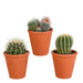 Bolcactus mix 8,5 cm | 3 stuks - in terracotta pot - 123flora.nl