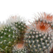 Bolcactus mix 8,5 cm | 3 stuks - in witte pot - 123flora.nl