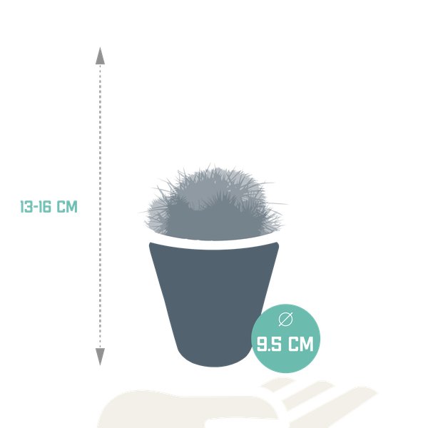 Bolcactus mix 8,5 cm | 3 stuks - in witte pot - 123flora.nl