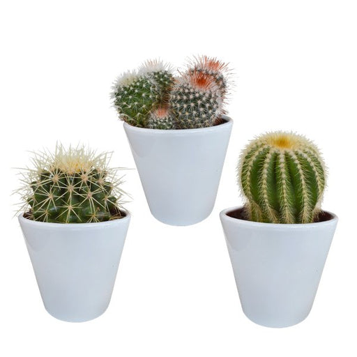 Bolcactus mix 8,5 cm | 3 stuks - in witte pot - 123flora.nl