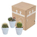 Bolcactus mix 8,5 cm | 3 stuks - in witte pot - 123flora.nl