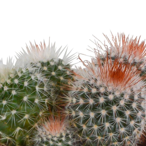 Bolcactus mix 8,5 cm | 3 stuks - in witte pot - 123flora.nl