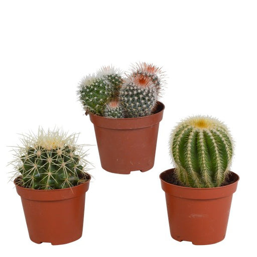 Bolcactus mix 8,5 cm | 3 stuks - zonder pot - 123flora.nl