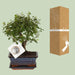 Bonsai Bol Vorm Ø15cm - ↕30cm - 123flora.nl