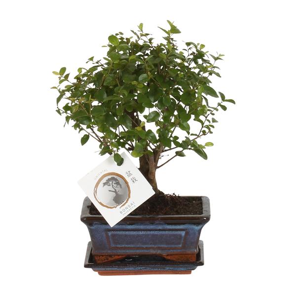 Bonsai Bol Vorm Ø15cm - ↕30cm - 123flora.nl