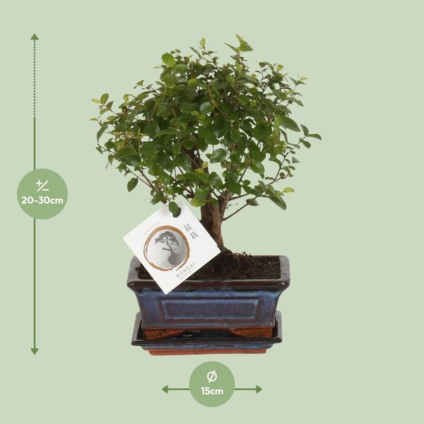 Bonsai Bol Vorm Ø15cm - ↕30cm - 123flora.nl