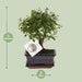 Bonsai Bol Vorm Ø15cm - ↕30cm - 123flora.nl