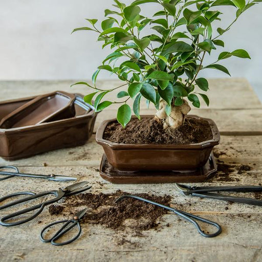 Bonsai root hook - 20,5 cm - Bonsai tool - 123flora.nl