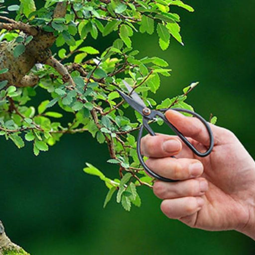 Bonsai shears L - 19 cm - Bonsai tool - 123flora.nl