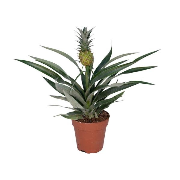 Bromelia Ananas - 123flora.nl