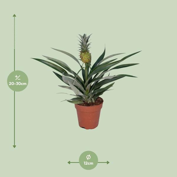 Bromelia Ananas - 123flora.nl