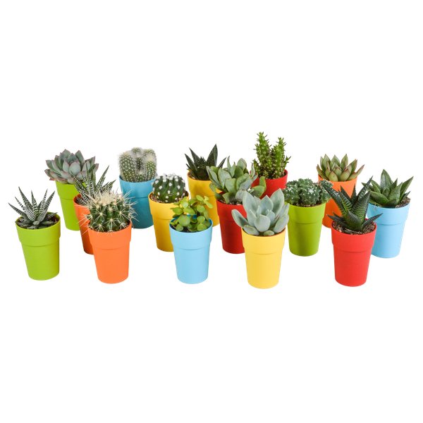 Cactus en vetplanten mix 5.5 cm | 15 stuks - in gekleurde plasticpot - 123flora.nl