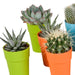 Cactus en vetplanten mix 5.5 cm | 15 stuks - in gekleurde plasticpot - 123flora.nl