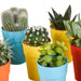 Cactus en vetplanten mix 5.5 cm | 15 stuks - in gekleurde plasticpot - 123flora.nl