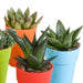 Cactus en vetplanten mix 5.5 cm | 15 stuks - in gekleurde plasticpot - 123flora.nl