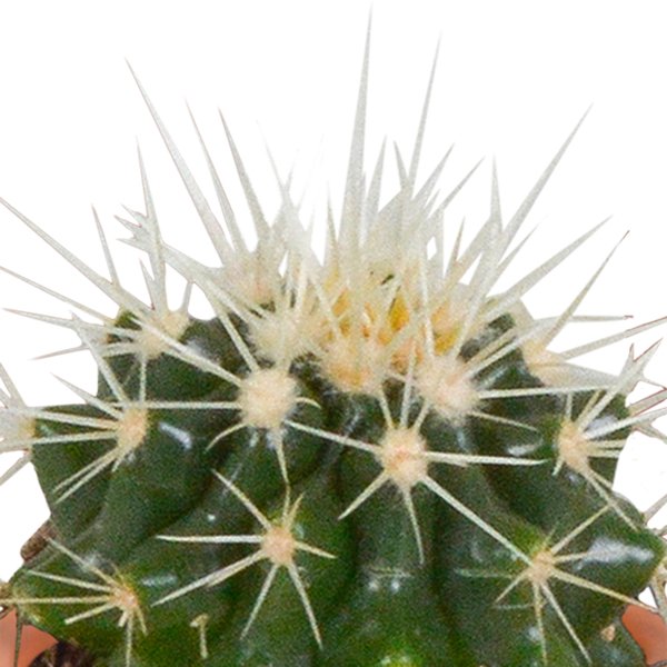 Cactus en vetplanten mix 5.5 cm | 15 stuks - in Mexicaanse pot - 123flora.nl