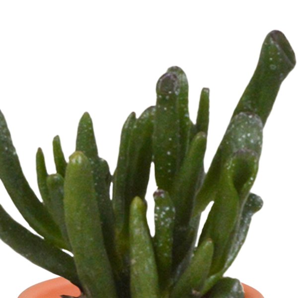 Cactus en vetplanten mix 5.5 cm | 15 stuks - in Mexicaanse pot - 123flora.nl