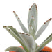 Cactus en vetplanten mix 5.5 cm | 15 stuks - in Mexicaanse pot - 123flora.nl