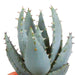 Cactus en vetplanten mix 5.5 cm | 15 stuks - in Mexicaanse pot - 123flora.nl