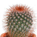 Cactus en vetplanten mix 5.5 cm | 15 stuks - in Mexicaanse pot - 123flora.nl