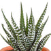 Cactus en vetplanten mix 5.5 cm | 15 stuks - in Mexicaanse pot - 123flora.nl