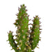 Cactus en vetplanten mix 5.5 cm | 15 stuks - in Mexicaanse pot - 123flora.nl