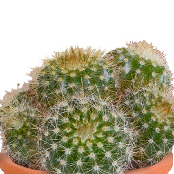 Cactus en vetplanten mix 5.5 cm | 15 stuks - in Mexicaanse pot - 123flora.nl