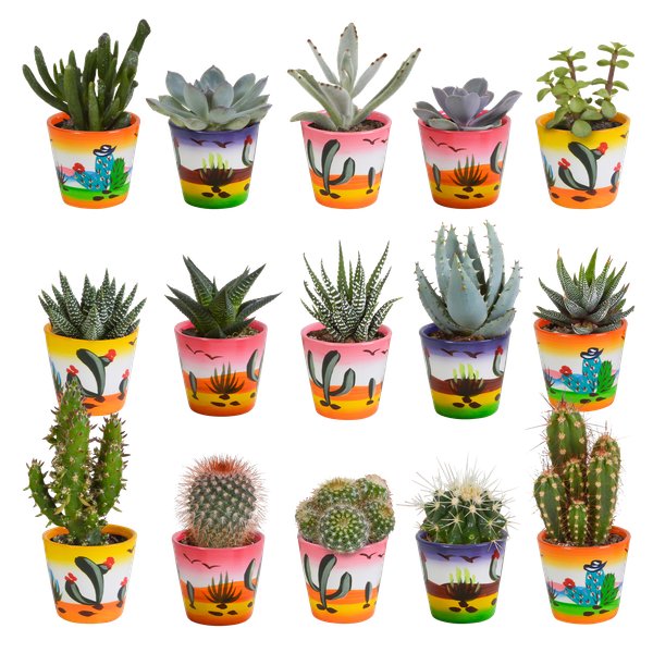 Cactus en vetplanten mix 5.5 cm | 15 stuks - in Mexicaanse pot - 123flora.nl