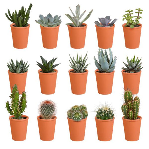 Cactus en vetplanten mix 5.5 cm | 15 stuks - in terracotta pot - 123flora.nl