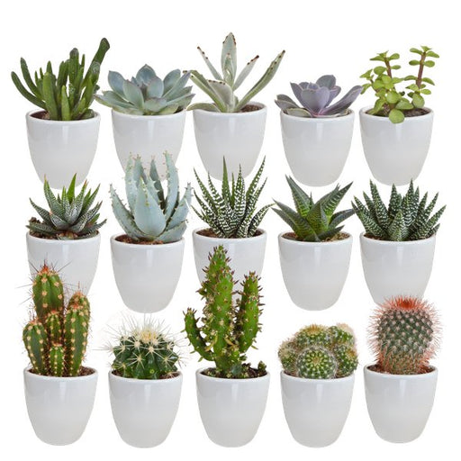 Cactus en vetplanten mix 5.5 cm | 15 stuks - in witte pot - 123flora.nl