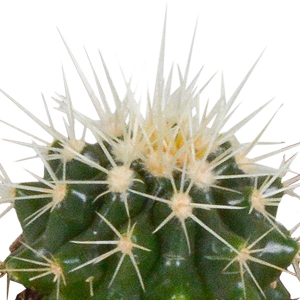 Cactus en vetplanten mix 5.5 cm | 15 stuks - in witte pot - 123flora.nl