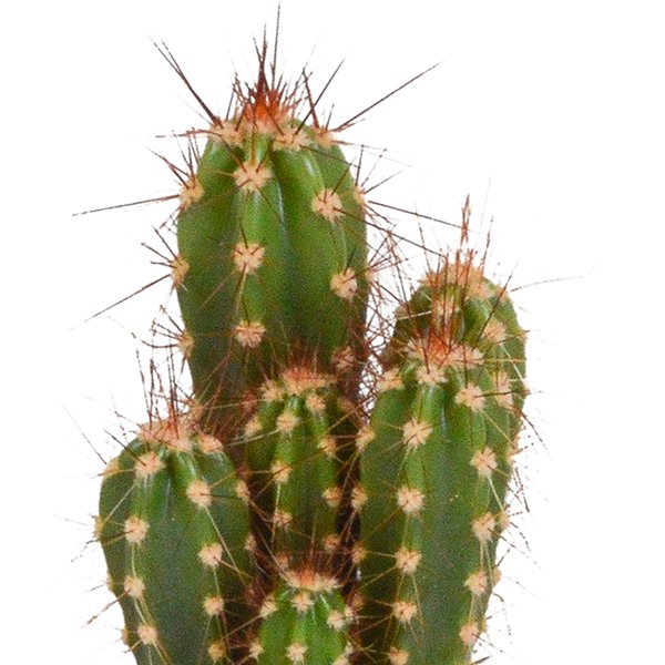 Cactus en vetplanten mix 5.5 cm | 15 stuks - in witte pot - 123flora.nl