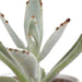 Cactus en vetplanten mix 5.5 cm | 15 stuks - in witte pot - 123flora.nl