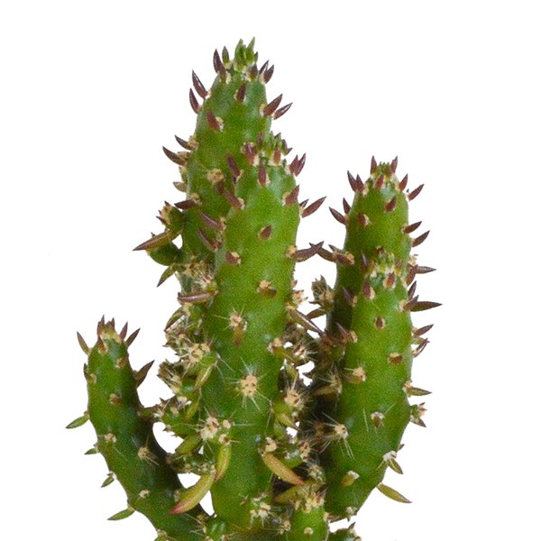 Cactus en vetplanten mix 5.5 cm | 15 stuks - in witte pot - 123flora.nl