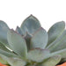 Cactus en vetplanten mix 5.5 cm | 15 stuks - zonder pot - 123flora.nl