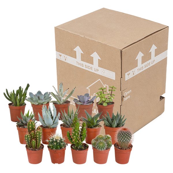 Cactus en vetplanten mix 5.5 cm | 15 stuks - zonder pot - 123flora.nl