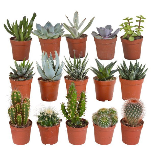 Cactus en vetplanten mix 5.5 cm | 15 stuks - zonder pot - 123flora.nl